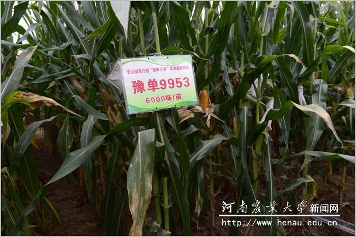 项目主持人陈彦惠教授选育的适宜籽粒机收玉米新品种“豫单9953”连续多年表现优异 项目主持人陈彦惠教授选育的适宜籽粒机收玉米新品种“豫单9953”连续多年表现优异