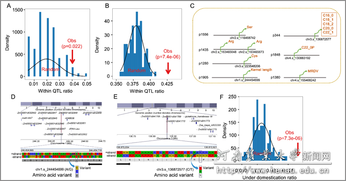 GWAS分析研究NCP的功能 GWAS分析研究NCP的功能