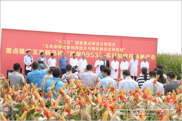 玉米新品种“豫单9953”籽粒机收观摩会现场 玉米新品种“豫单9953”籽粒机收观摩会现场