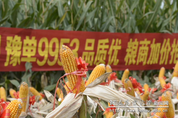 整齐的玉米 整齐的玉米